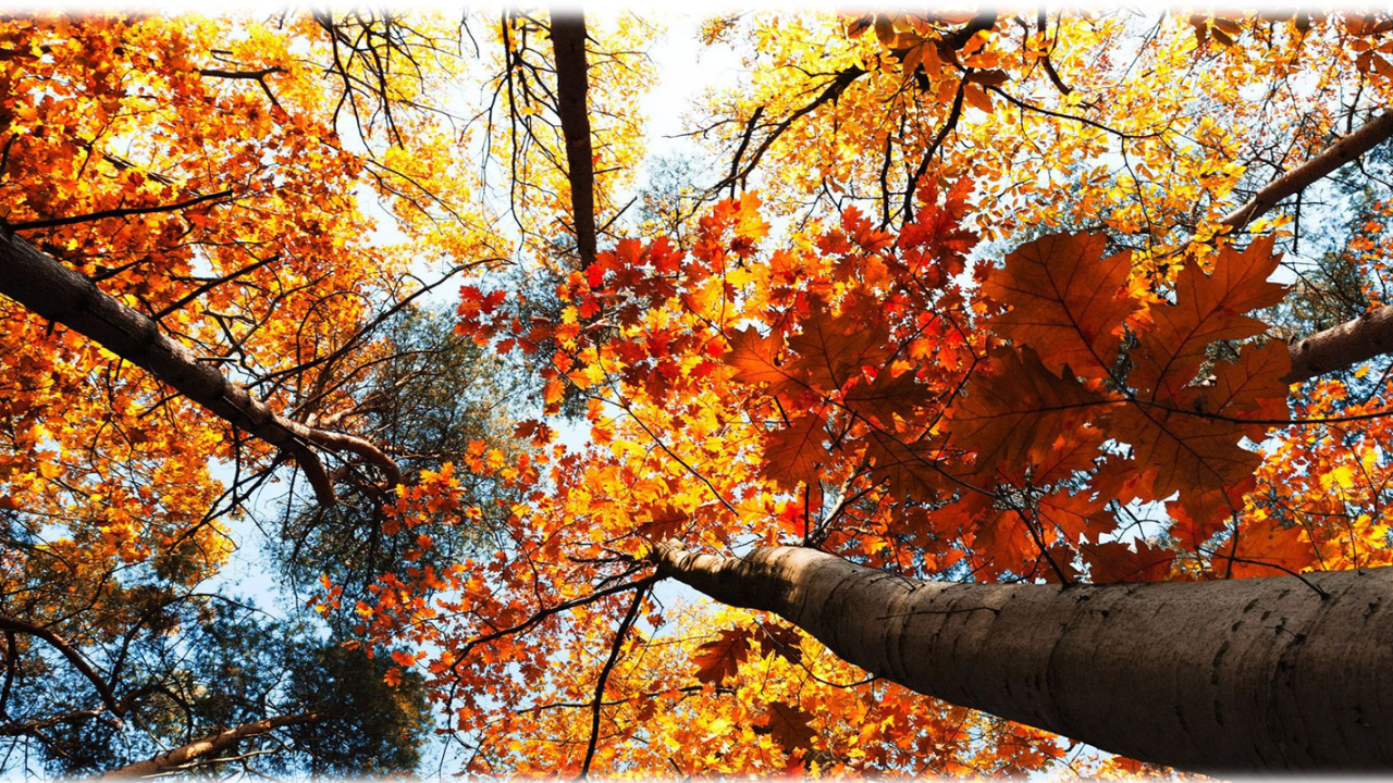 ESG Newsletter November 2024 - ESG regulatory updates